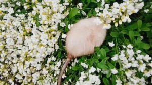 Прогулка с крысой на улице ⭐. Впервые крыса появилась на моём канале. Крыски серьёзно как собачка