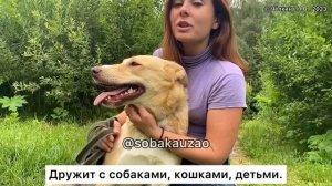 Голди домашняя собака попала в приют «Щербинка». Проект Собака Юзао