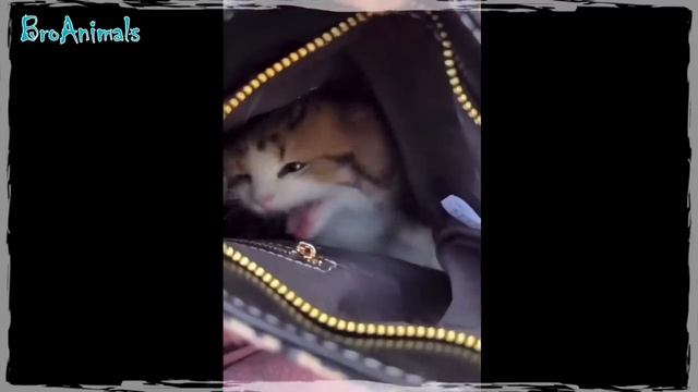 Приколы с Животными ? Смешные Животные ? Fun With Animals ?