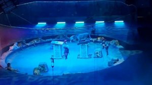 ?????#тигры #арена  #лужники ?????Братья Запашные???#супер #дресировка