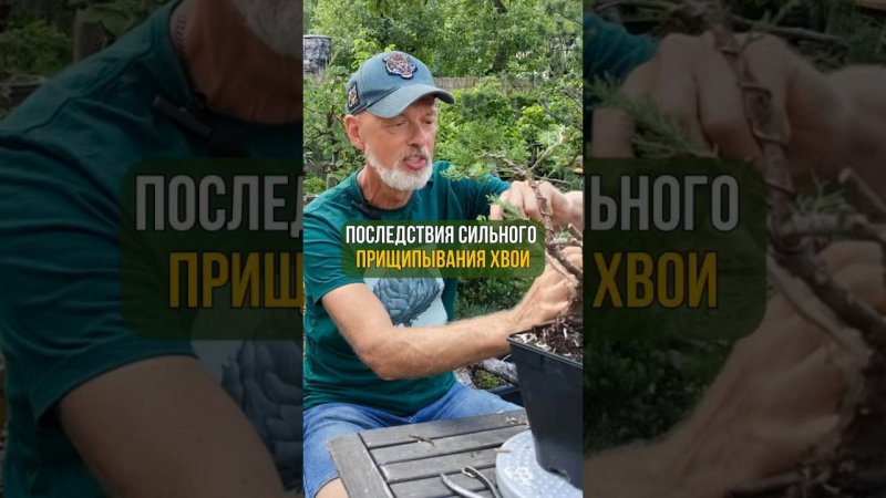 Последствия сильного прищипывания хвои