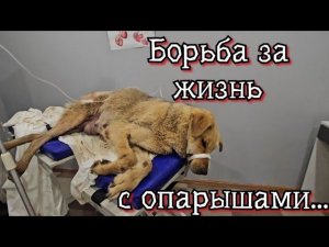 ОПАРЫШИ СЪЕДАЛИ её заживо, и если бы девушка прошла мимо, смерть была бы неминуема... СПАСАЕМ НАЙДУ