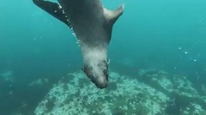 РЕЛАКС МОРЕ МОРСКИЕ КОТИКИ ОКЕАН