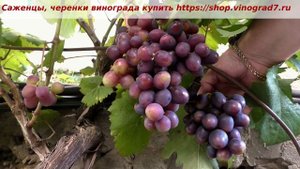 24 июля и виноград Евгения. Не готова еще, окрашивается. Сахар пока низковат, ждем созревания.