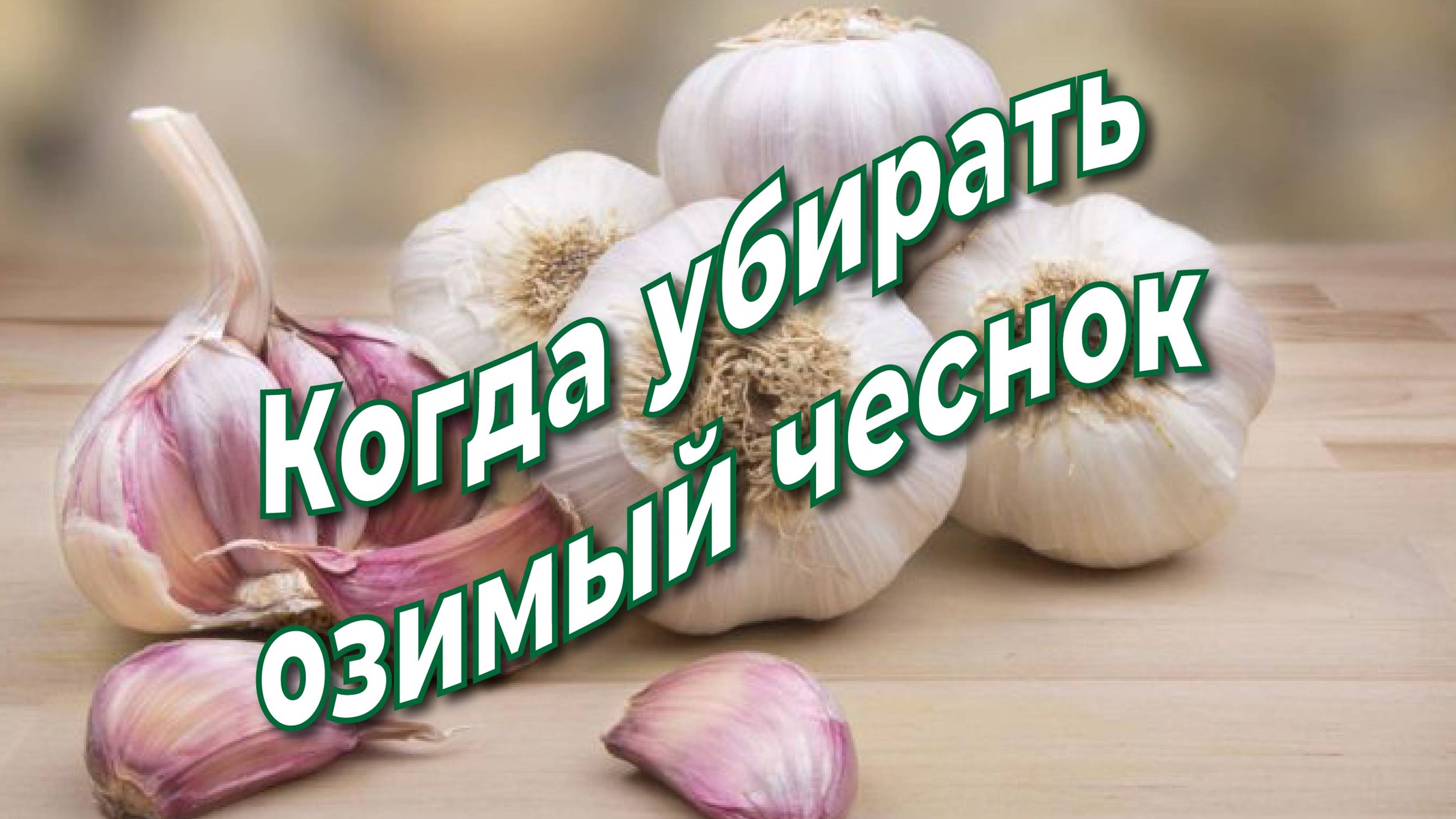 Когда убирать чеснок?Он сам вам подскажет пора или не пора!