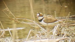 Little Ringed Plover, Digiscoped, Huawei P20 + Svbony Spotting Scope