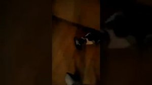 Кормлю Кота В Воротнике