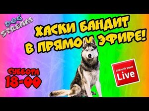 DOGSTREAM: ХАСКИ БАНДИТ ОТВЕЧАЕТ НА ВОПРОСЫ в ПРЯМОМ эфире!