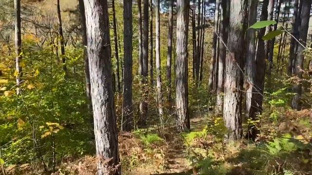 Горячий Ключ. Роща сосны Крымской. Хребет Котх. Смотровая