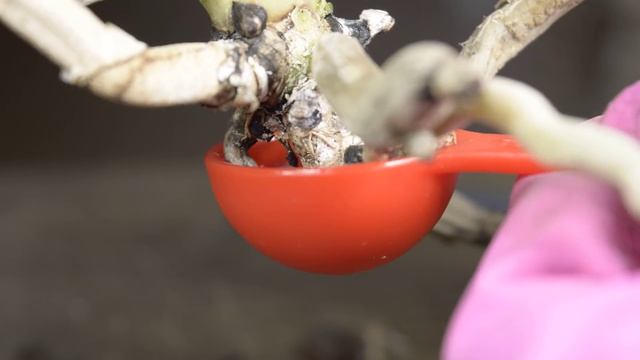 ЭТО ПОМОЖЕТ ОЖИВИТЬ ОРХИДЕИ!!!! ГНИЮТ КОРНИ! ОГОРОД ОРХИДЕЙ ЛЕЧИМ ОТ ГНИЛИ КОРНИ! ОРХИДЕЯ БЕЗ КОРНЕ смотреть онлайн