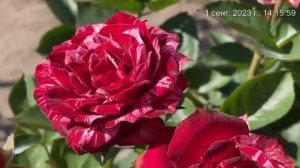 Роза "Флеш Найт". Татарстан. 2023г.