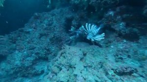 Дайвинг в Средиземном море Крылатка зебра