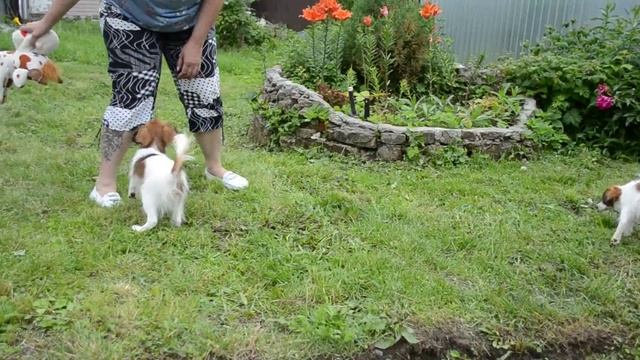 ФАЛЕН(Phalene)щенки д.р.6/02/2015.п-к Мистерия, Москва. смотреть онлайн