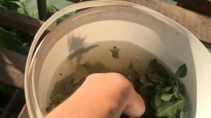 Чай из душицы! Сбор и сушка!