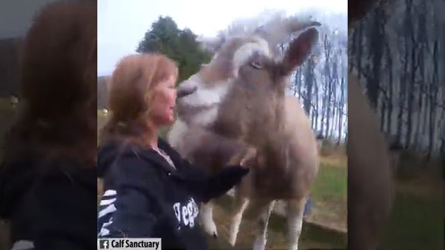 Будьте добры к животным и они будут добры смотреть онлайн