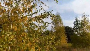 ОСЕННИЕ ЛИСТЬЯ ШУМЯТ И ШУМЯТ В САДУ