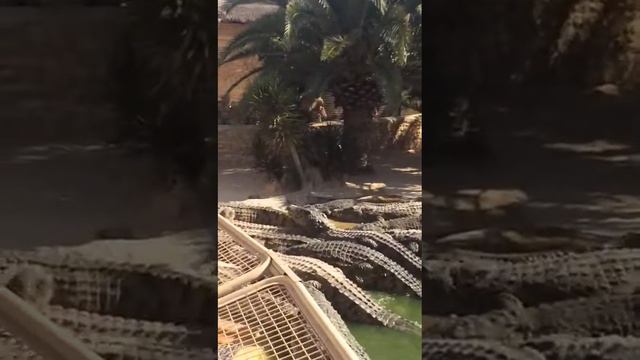 1000003171.mp4