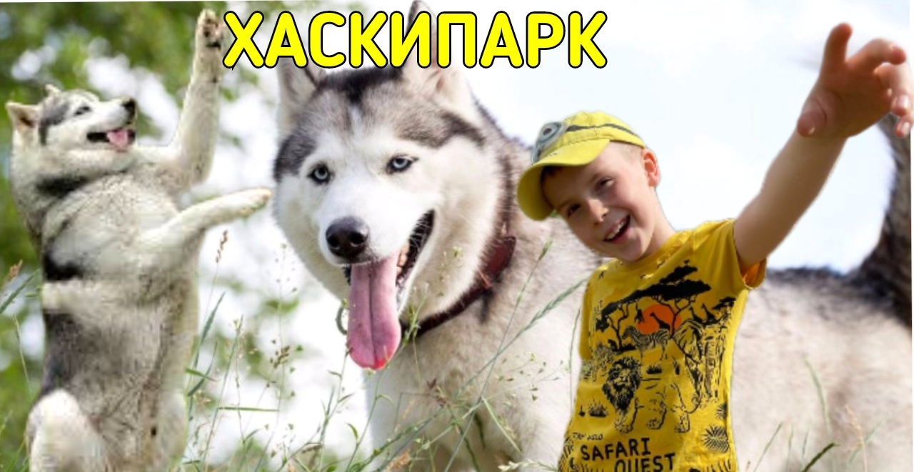ХАСКИПАРК _Снежная завея_ . Устин в питомнике сибирских хасок.