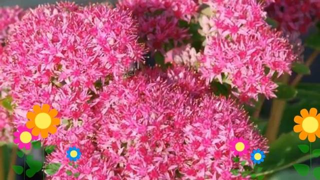 Очиток гибридный Карл (Carl). Краткий обзор, описание характеристик, где купить саженцы смотреть онлайн