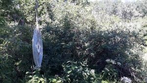 Компакт-диск - помогает или нет?