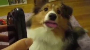 самые опасные собаки