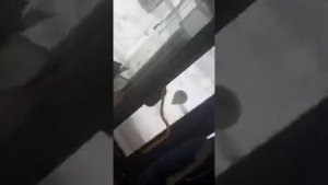 Прекратить беззаконие КРС Мострансавто