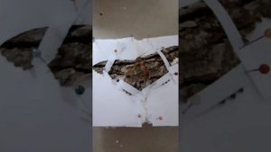 ?Как засушить бабочку?? #butterfly #fyp #popular #2021