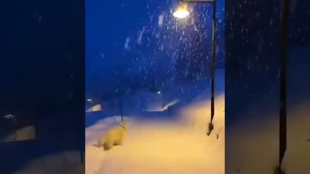 3имний вечер! Прогулка