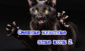 Смешные животные -  злые коты 2