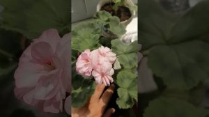 Юг- Принцесса Грейс, пеларгония