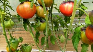 ??ОБЗОР ВЫСОКОРОСЛЫХ СОРТОВ ТОМАТОВ В ТЕПЛИЦЕ. 30 ИЮЛЯ 2022г