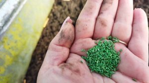 Как сажать петрушку. Петрушка на зелень. Работы в теплице в феврале. Подготовка грядки для редиса.