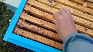 Противороевое расширение пчёлосемей.2е корпуса.,чтобы пчёлы не роились.