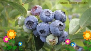 Голубика высокорослая Дарров. Краткий обзор, описание характеристик vaccinium corymbosum Darrow