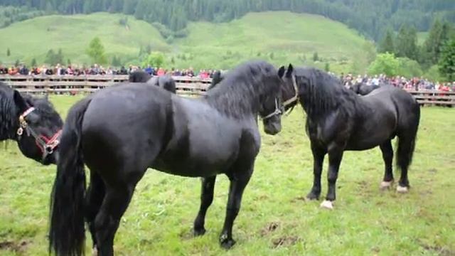 Hengstauftrieb_Rauris.AVI смотреть онлайн