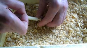 Кормление птенцов попугая (кореллы). Часть 2. Шестые сутки.