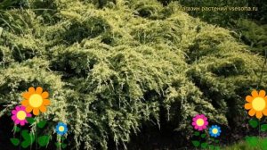Можжевельник чешуйчатый Дрим Джой. Краткий обзор, описание juniperus squamata Dream Joy