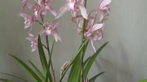 Орхидея Цимбидиум (гибрид Мечелистного)