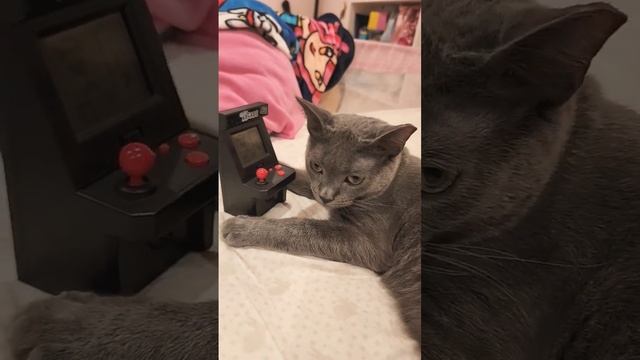 Bubbles the cat learning how to play Space Invaders. Russian Blue. Please subscribe.