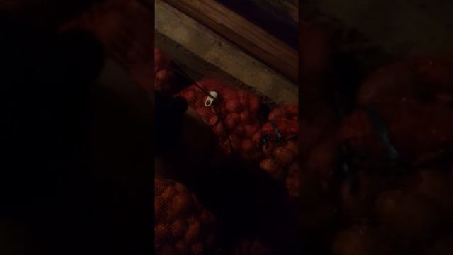 деревянный подвал своими руками.
