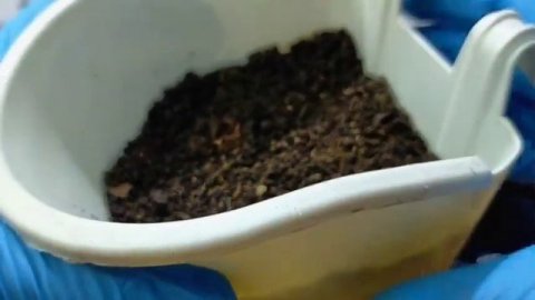 29 Sedum Atomy • Echeveria Atomy Succulent Care guide & Propagation | 다육식물 多肉植物 Suculentas