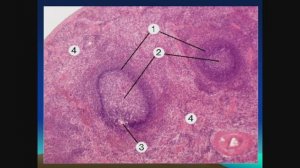 Функциональная анатомия органов иммунной системы. Профессор кафедры нормальной анатомии Досаев Т.М
