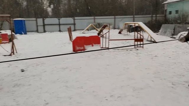 Дрессировка хаски. Особенности. смотреть онлайн