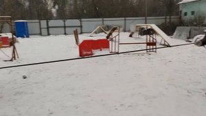 Дрессировка хаски. Особенности.