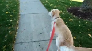 СОБАКИ СПАСАЮТ ЖИЗНЬ ЛЮДЯМ. Топ 10 случаев спасения людей животными.