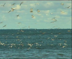 ДВИЖЕНИЕ ОРГАНИЗМОВ