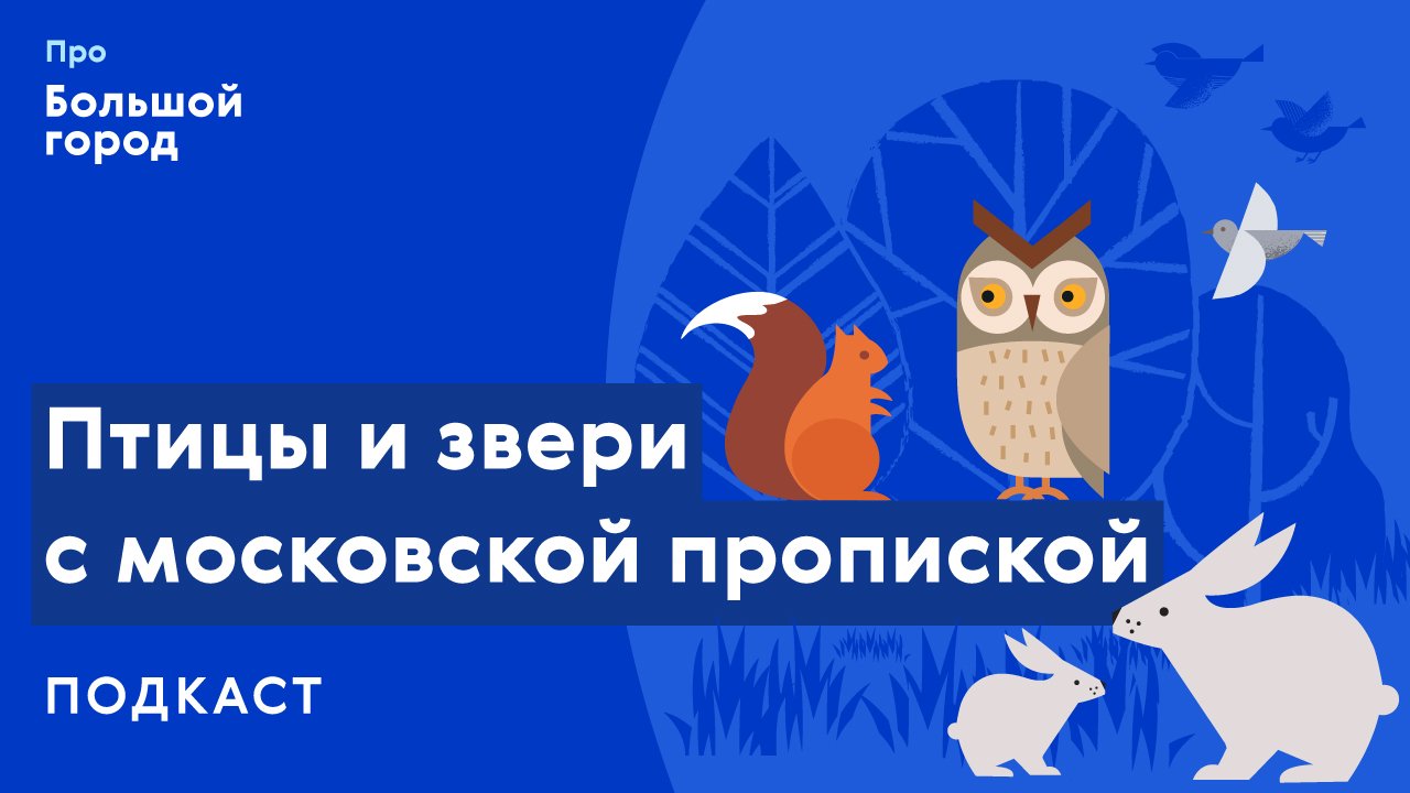 Птицы и звери с московской пропиской | Подкаст «Про Большой город»