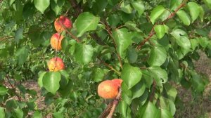 Абрикос Цегледи Бибер/  Плоды долго сохраняются на дереве