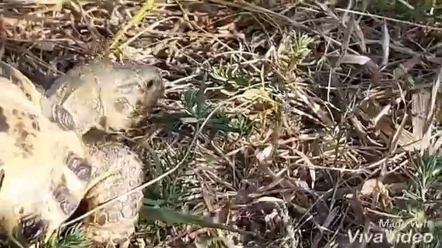 Чем питаются среднеазиатские черепахи в дикой природе.