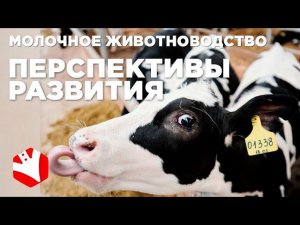 Развитие молочного животноводства | Кооперация хозяйств | Молочная ферма